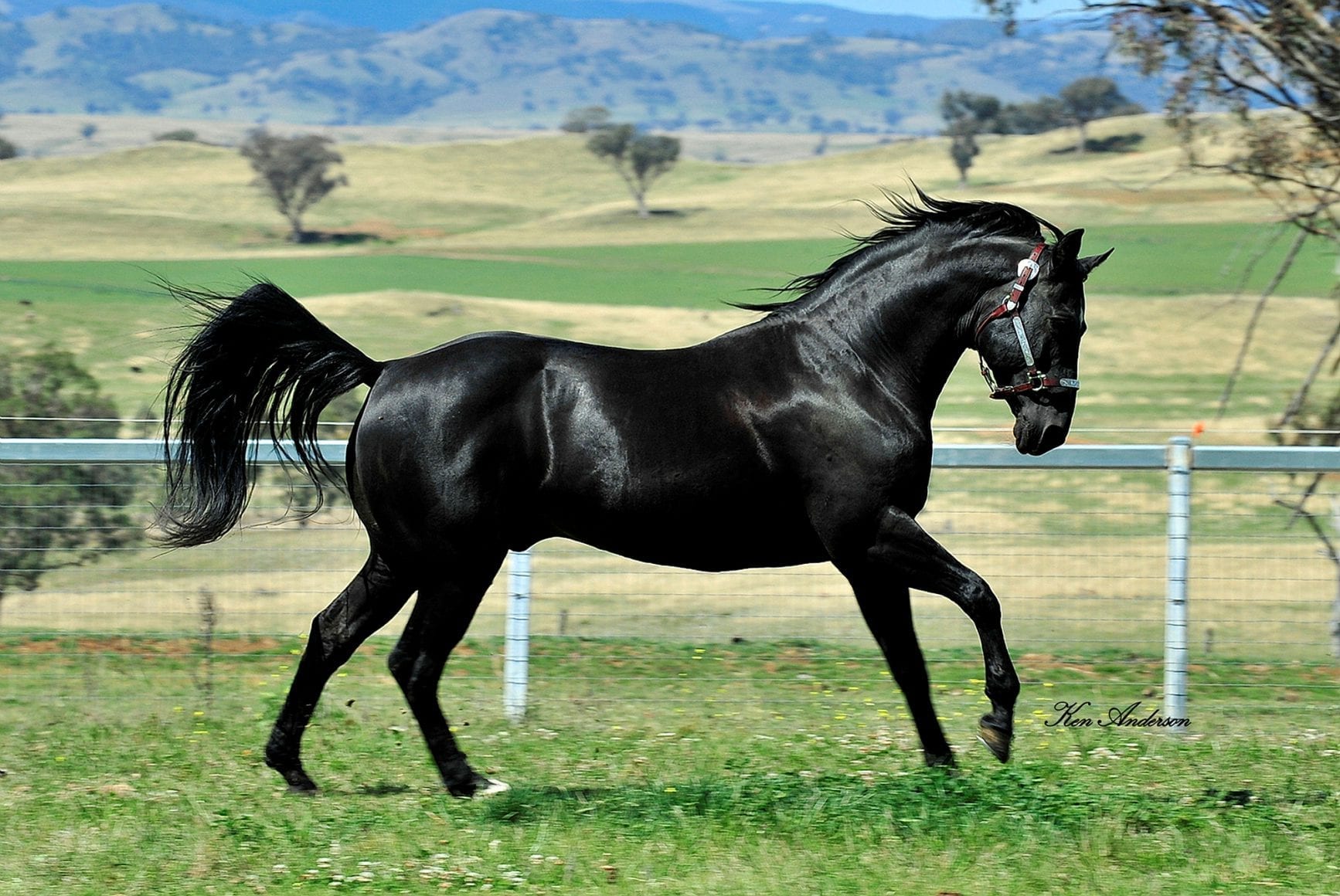 Acres Destiny Acres Destiny