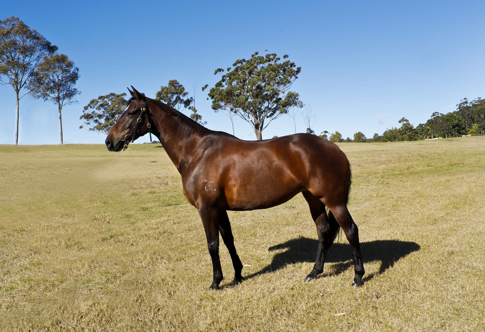 Bullseye Anna Rose Bullseye Anna Rose