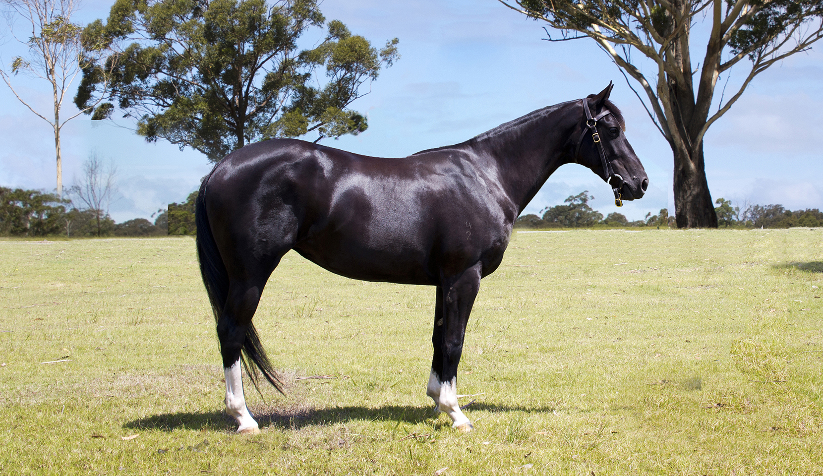 cinders-web cinders-web