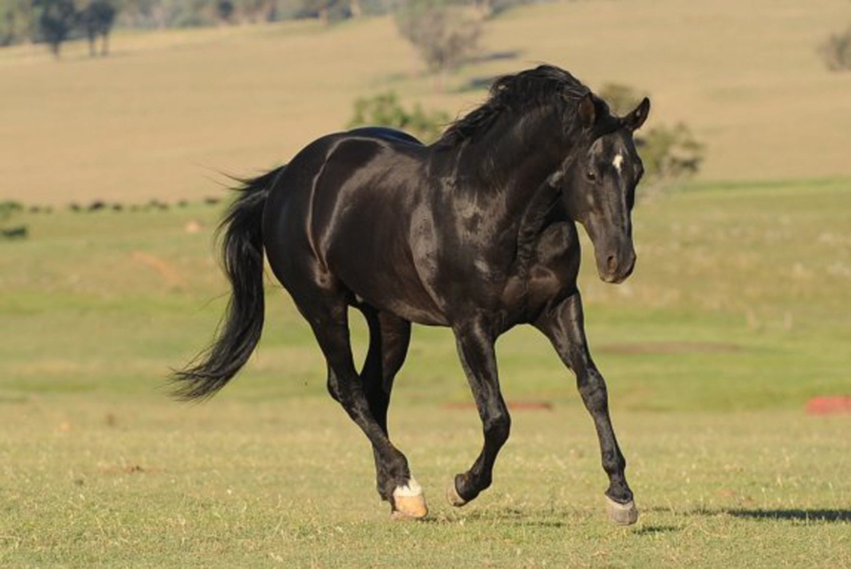 Acres Destiny Acres Destiny