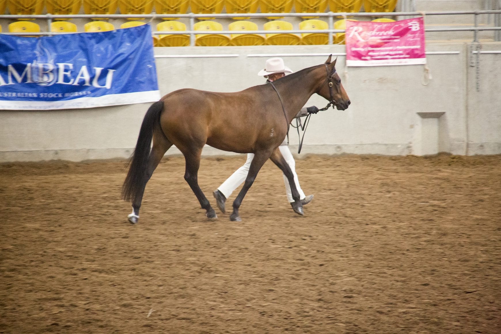Woman leading horse at stock horse nationals Woman leading horse at stock horse nationals