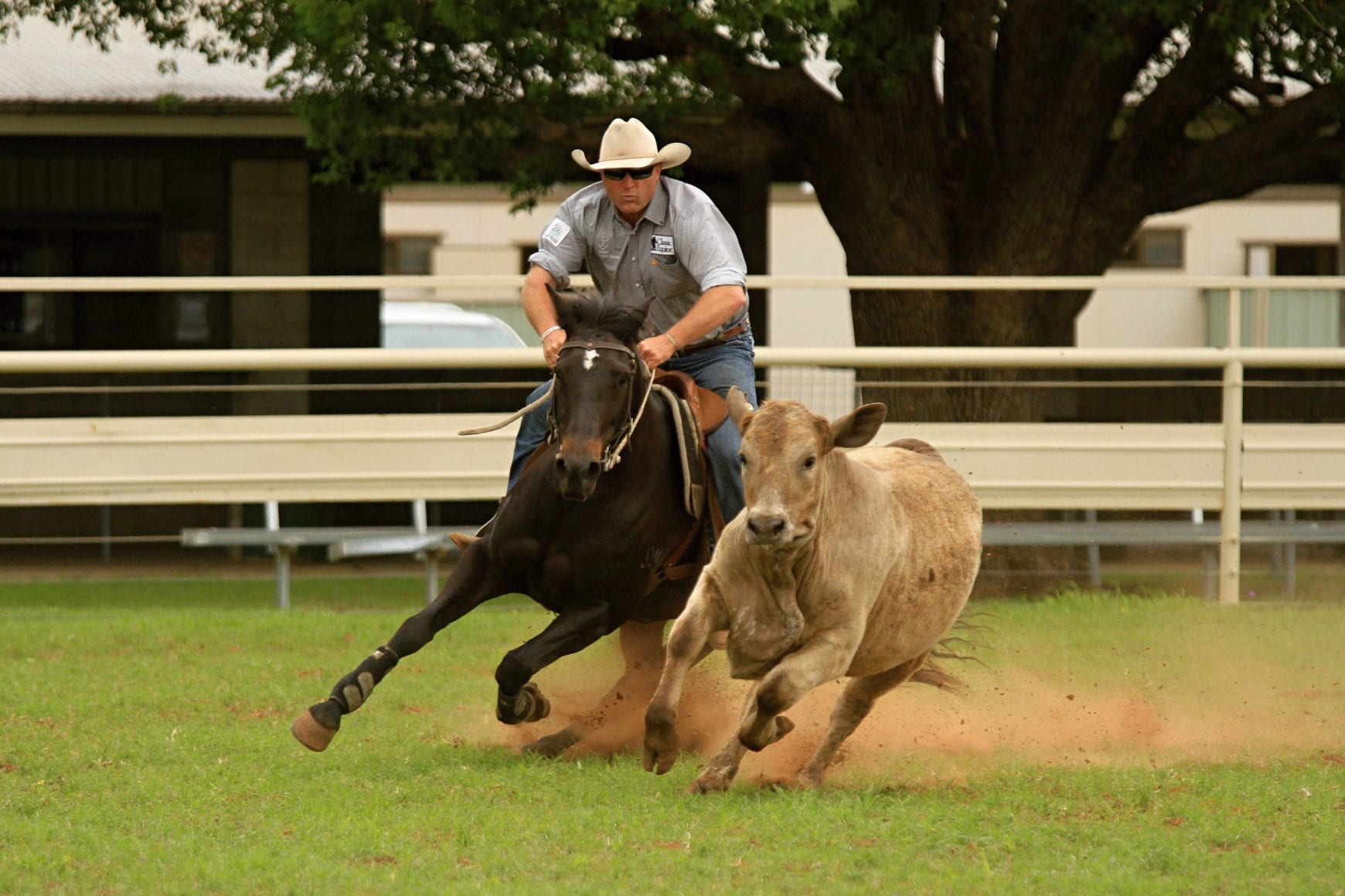 Romeos Child Chinchilla