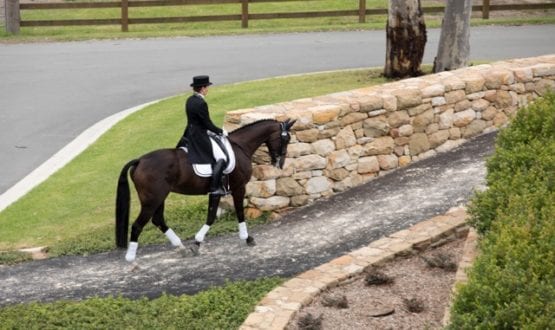 Horse entering the arena Horse entering the arena