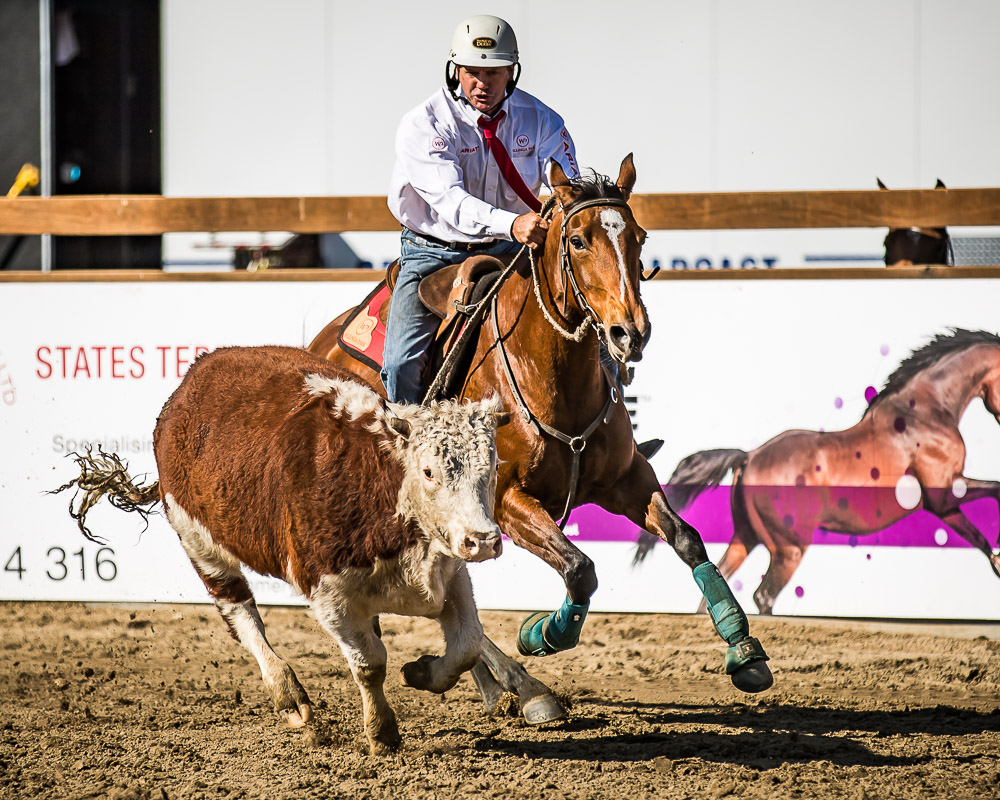 Warwick Lawrence riding Peelvale Jade, chasing a Hereford steer in the Gold buckle final 2019. Warwick Lawrence riding Peelvale Jade