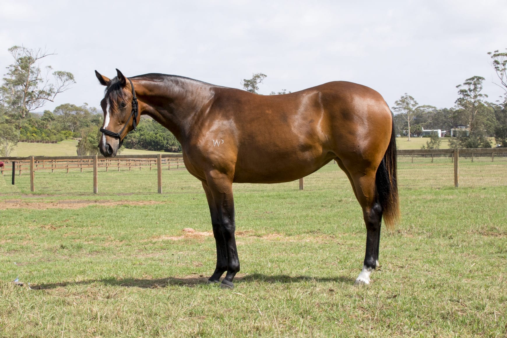 Bay filly for sale Bay filly for sale