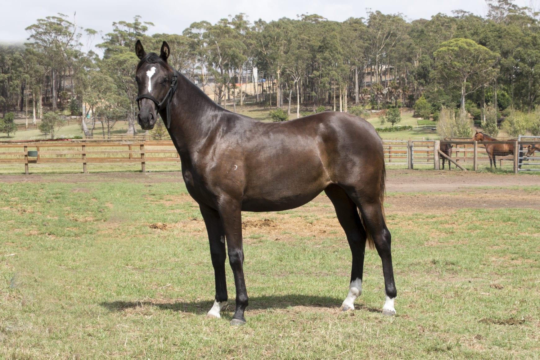 black filly for sale
