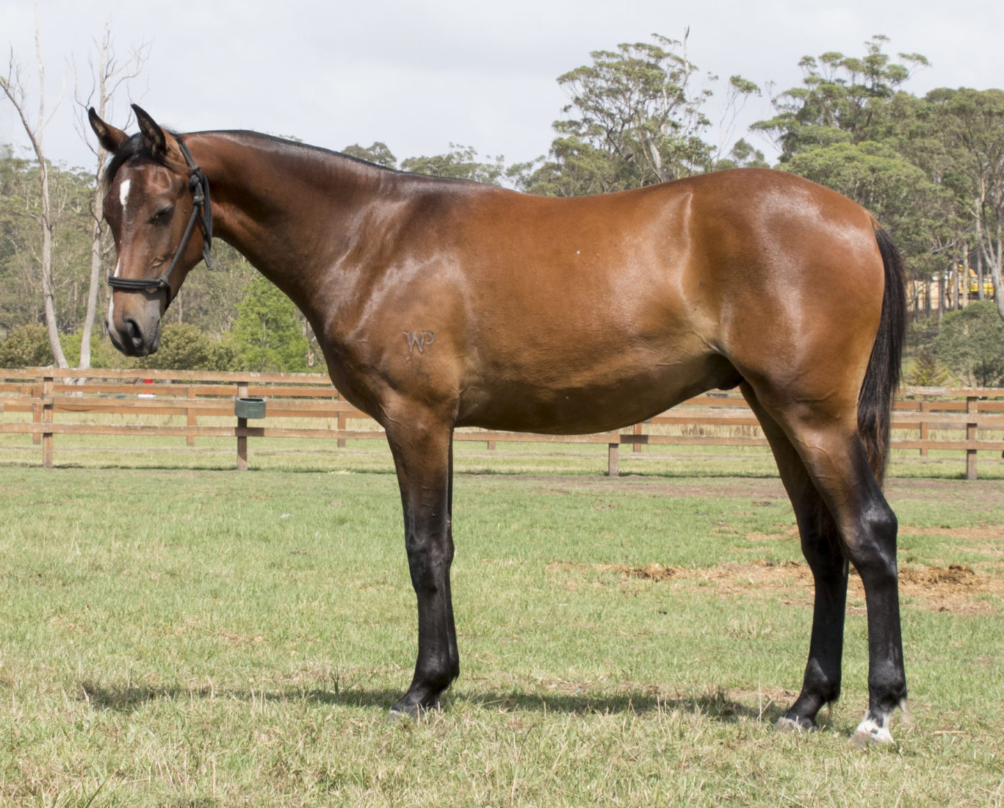 Bay gelding for sale Bay gelding for sale