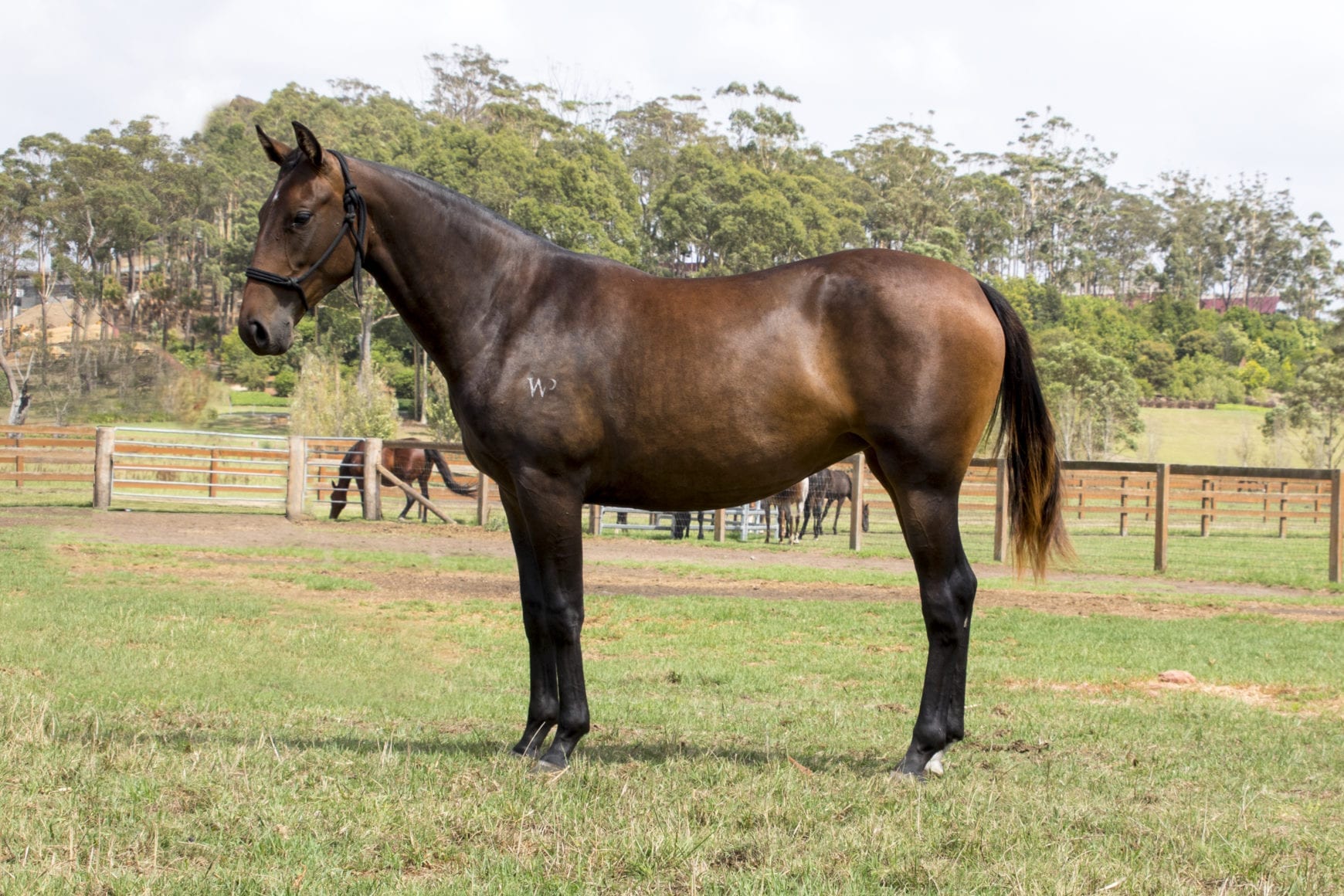 bay filly for sale bay filly for sale