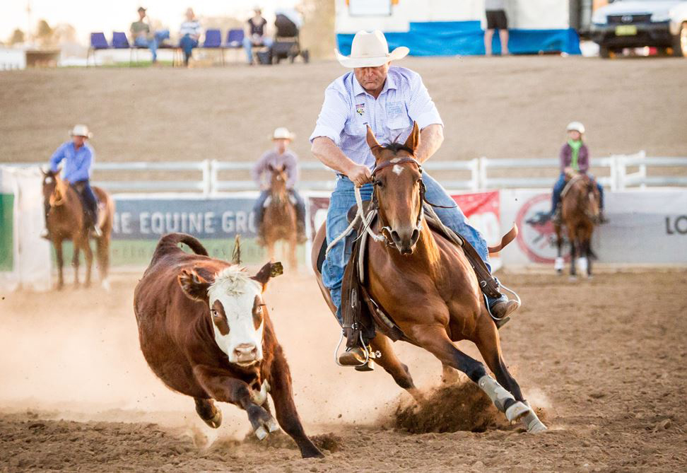 Troy Palmer riding Hells a Comin, campdrafting a Hereford Steer Troy Palmer riding Hells a Comin