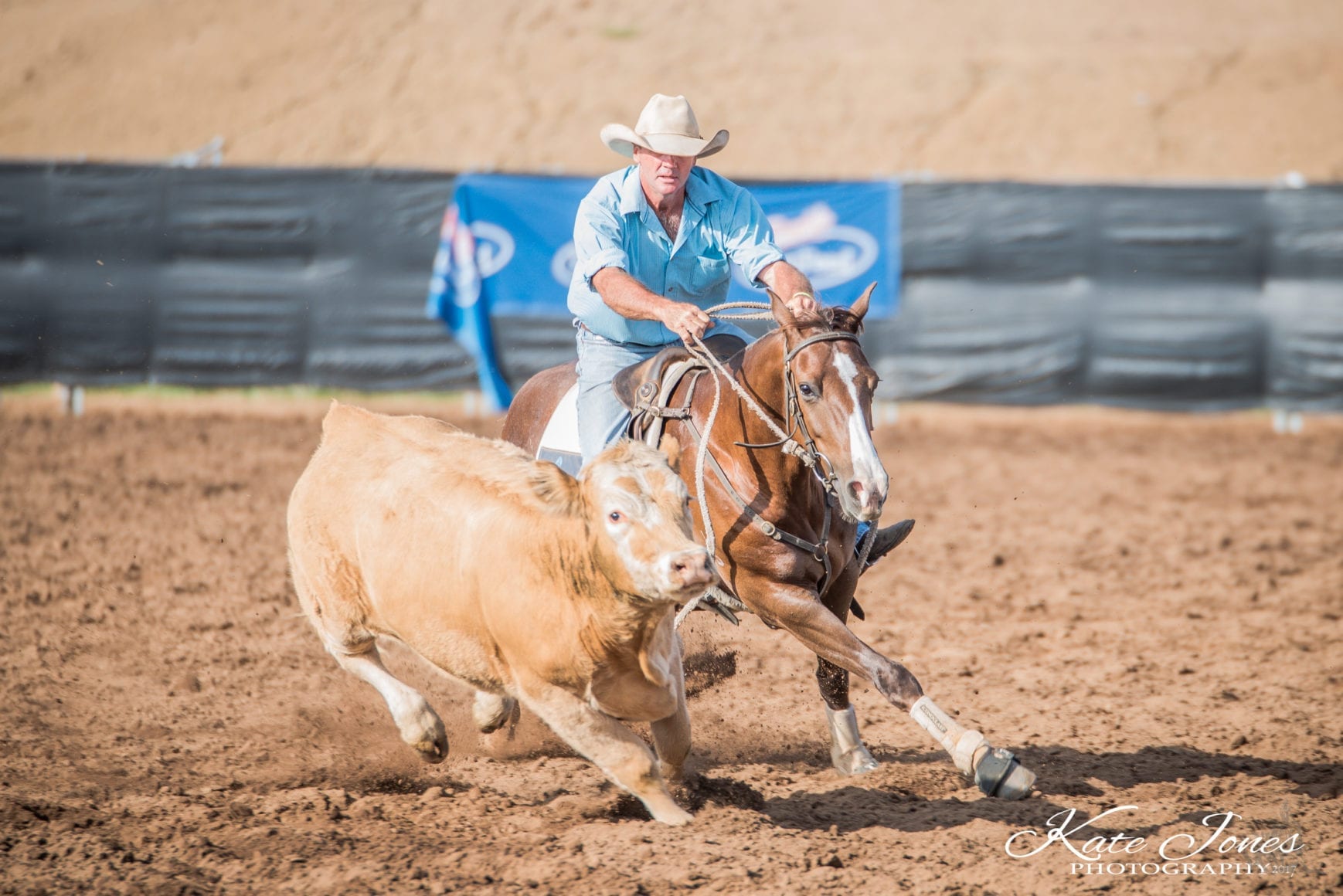 Warwick Lawrence riding Hunterview Royal Chic campdrafting a Charolais Steer Warwick Lawrence riding Hunterview Royal Chic