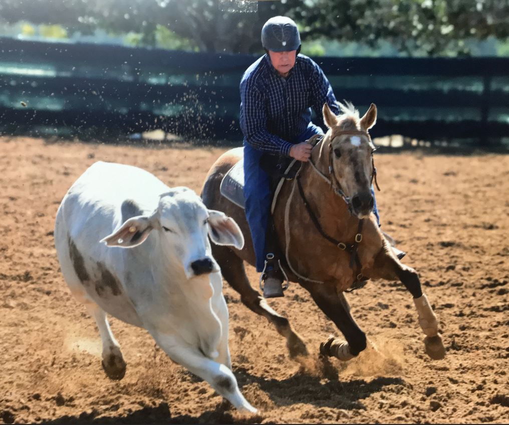 Bruce McNaughton riding Dreams of Acres chasing a Brahman steer Bruce McNaughton riding Dreams of Acres