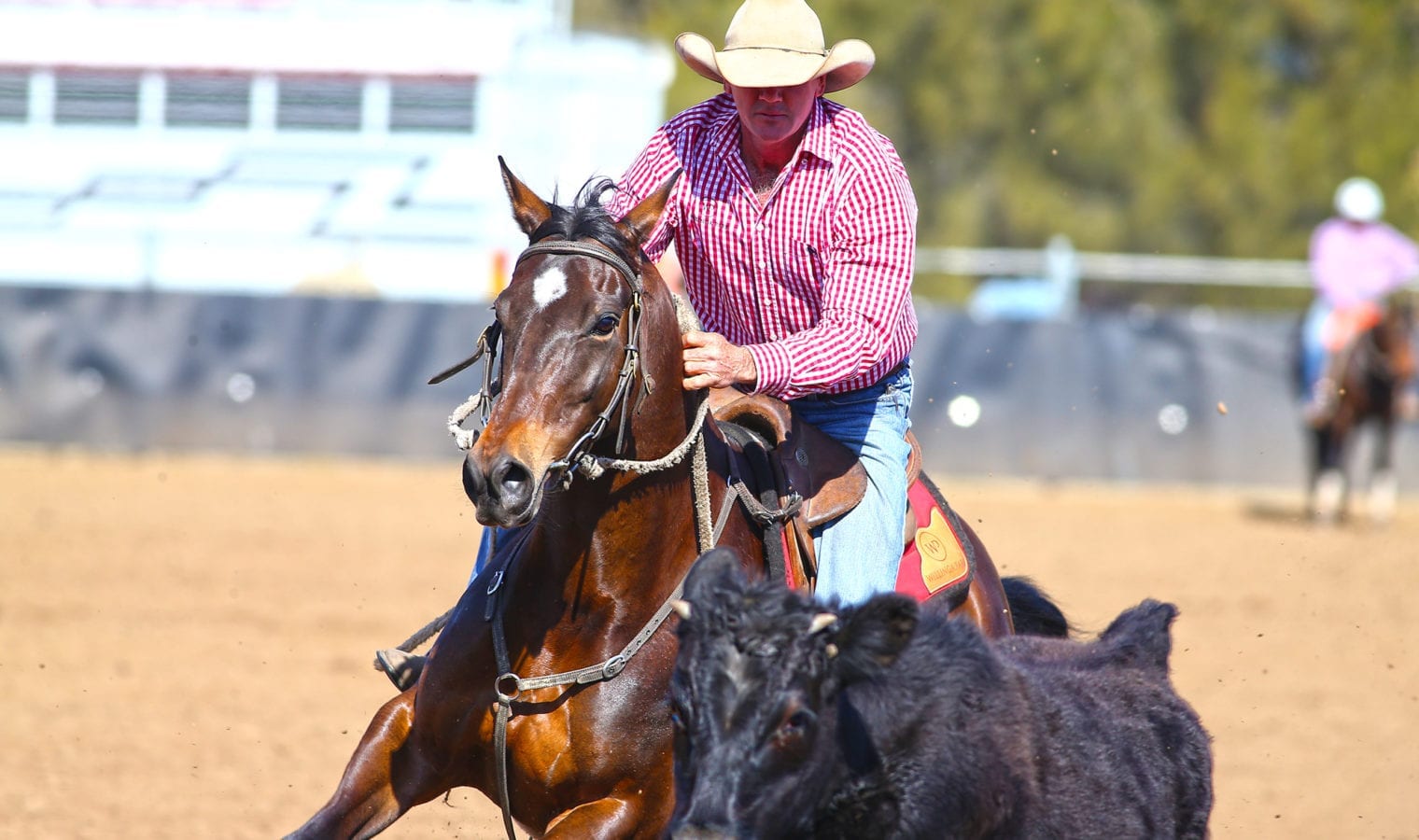 Bulleye Anna Rose and Warwick Lawrence Campdrafting at County of Cumberland Campdraft. Bulleye Anna Rose and Warwick Lawrence Campdrafting