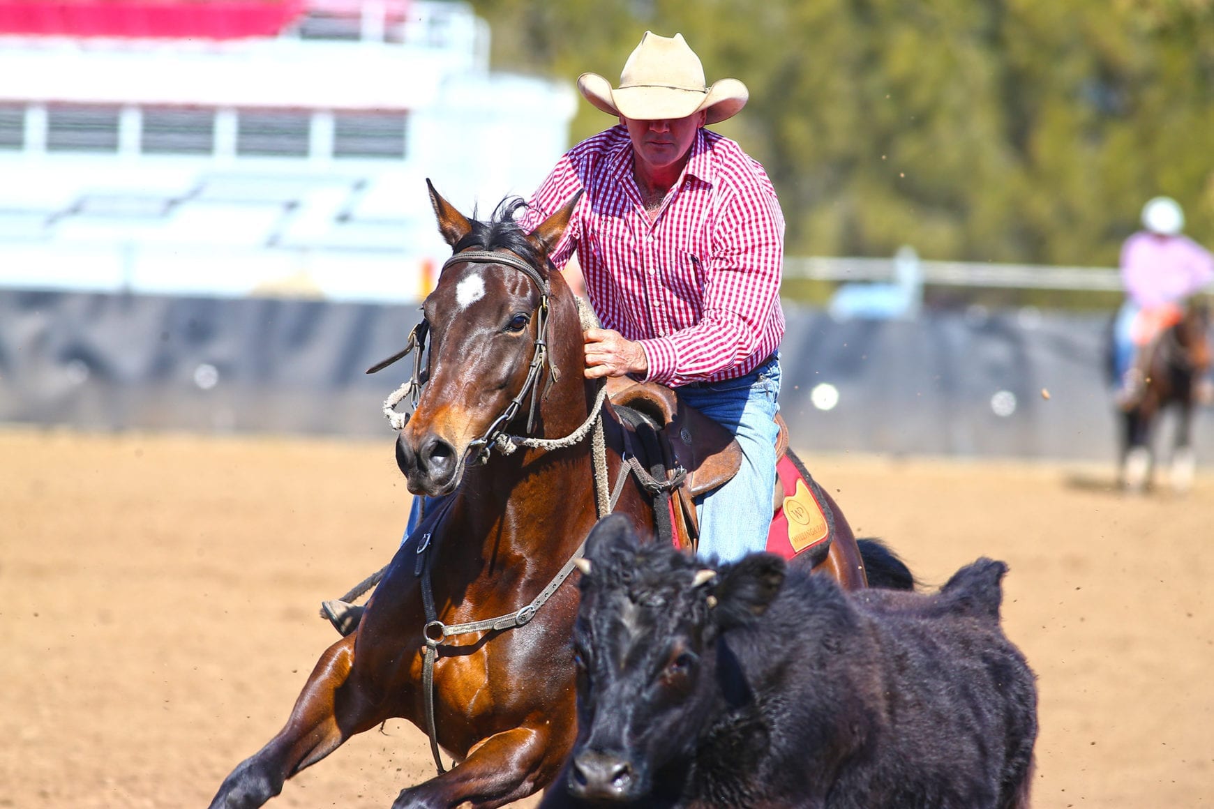 Bulleye Anna Rose and Warwick Lawrence Campdrafting at County of Cumberland Campdraft. Bulleye Anna Rose and Warwick Lawrence Campdrafting